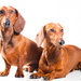 dog_9999_04
